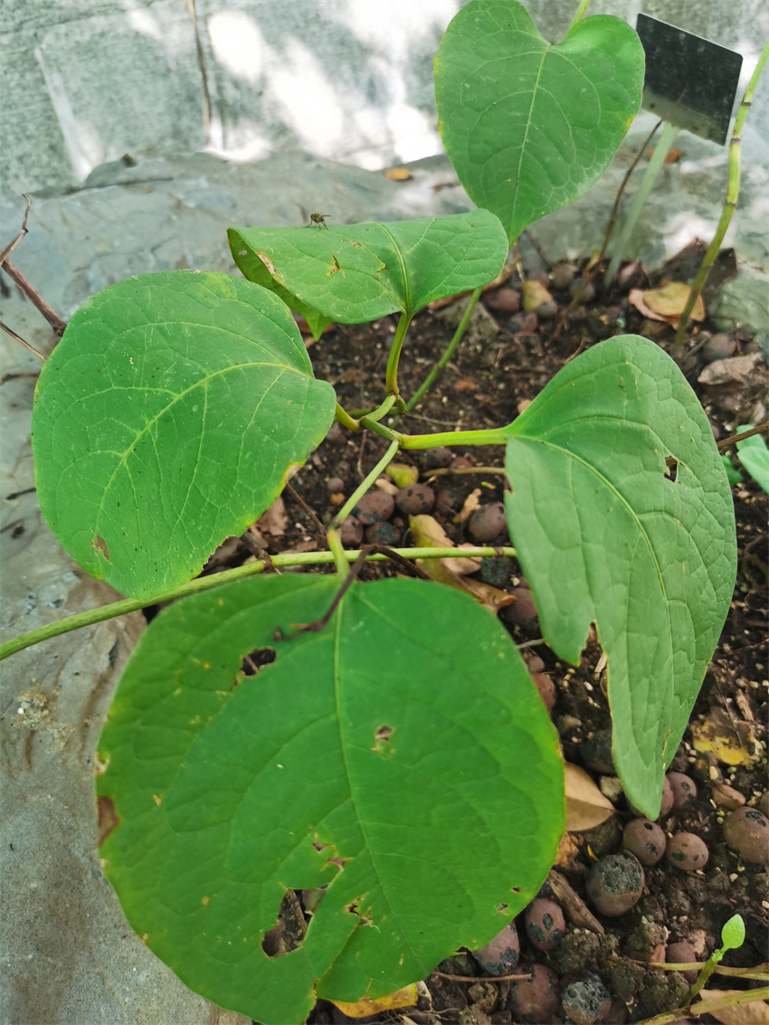 虎杖功效与禁忌 虎杖产品 虎杖图片 虎杖药材 虎杖照片 虎杖中药材 虎杖药材图片