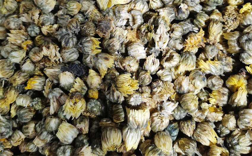 胎菊产品 胎菊图片 胎菊药材 胎菊照片 胎菊中药材 胎菊药材图片 什么是胎菊