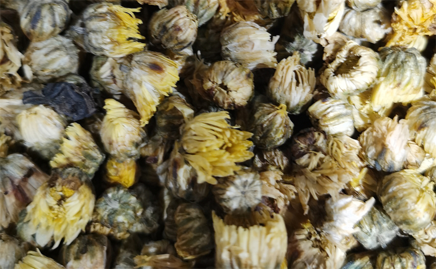 胎菊高清图,胎菊介绍,胎菊图片,胎菊批发,胎菊采购,胎菊中药材,胎菊需求
