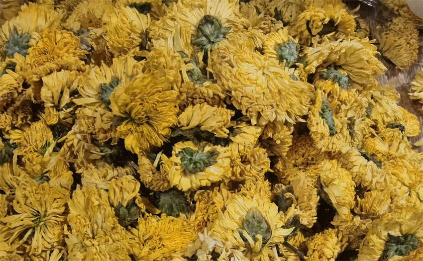 菊花作用 菊花用途 菊花图片 菊花药材 菊花功效 菊花中药材 菊花药材图片