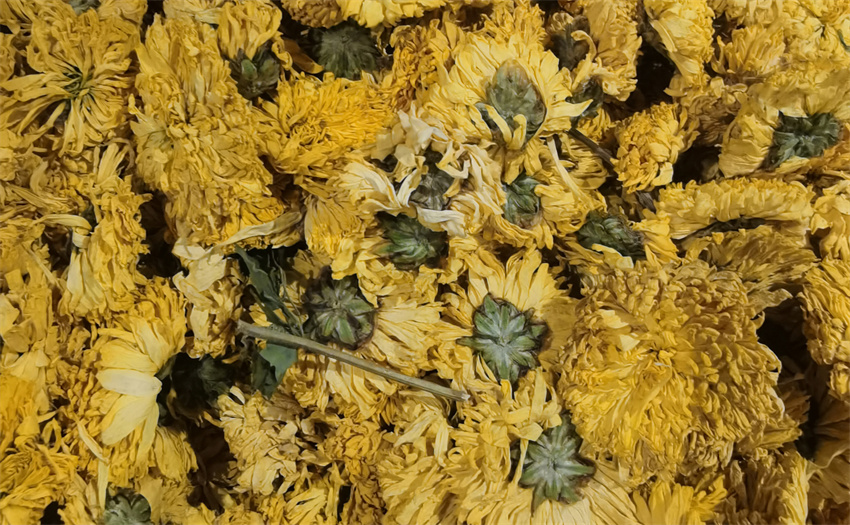 菊花价格 菊花产品 菊花行情 菊花药材 菊花购买 菊花中药材 菊花作用