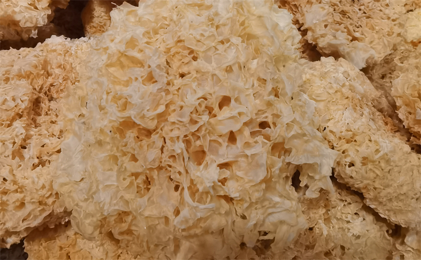 银耳注意事项,银耳产品,银耳图片,银耳药材,银耳照片,银耳中药材,银耳药材图片