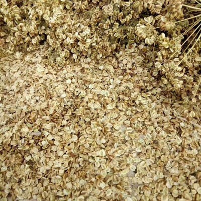 川白芷种子限量供应，有需要的可以联系我