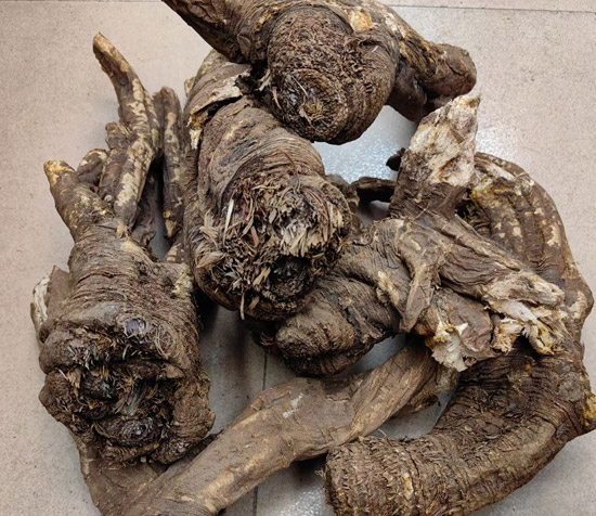 当归高清图,当归介绍,当归批发,当归药材,当归采购,当归中药材,当归需求