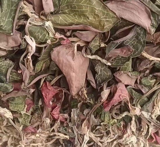 什么是金线莲,金线莲产品,金线莲图片介绍,药材金线莲,金线莲高清图,金线莲中药材,金线莲介绍